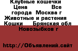 Клубные кошечки › Цена ­ 10 000 - Все города, Москва г. Животные и растения » Кошки   . Брянская обл.,Новозыбков г.